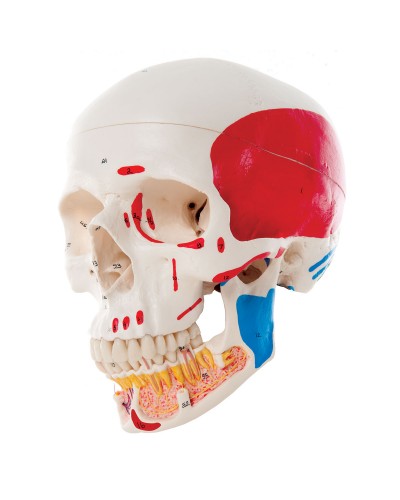 Classic Human Skull Model with Opened Lower Jaw, 3 part, painted